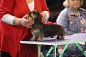 Crufts2011_2 615